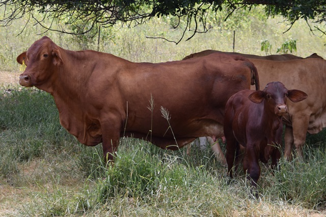 Angle Zed 5374